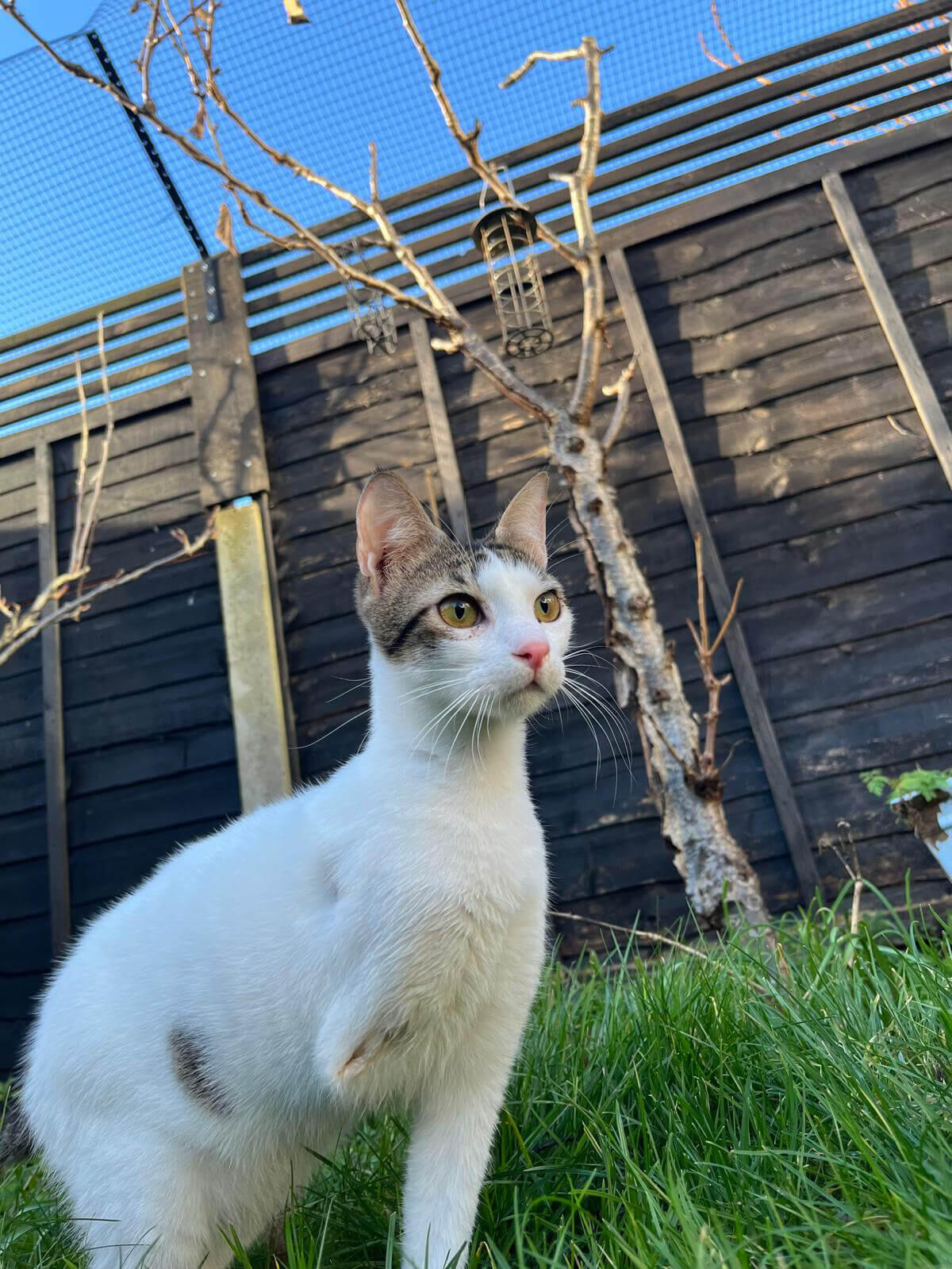 Autumn - Garden Cat Towers
